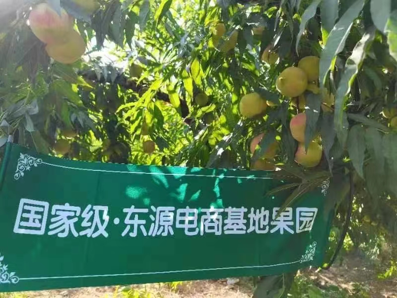 【电商兴农】东源电商助力连平鹰嘴蜜桃产业振兴，“桃”你欢心，实惠尝鲜，欢迎选购！